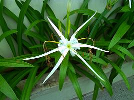 Lotusblüte